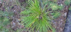 Carex pediformis macroura