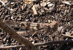 Trimerotropis fontana