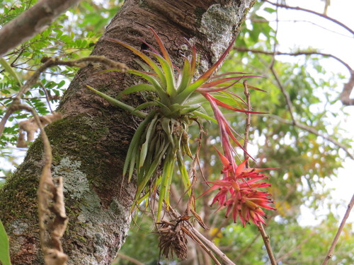 Tillandsia geminiflora