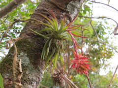 Tillandsia geminiflora