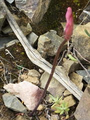 Nerine humilis