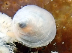 Pododesmus macrochisma