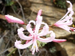 Nerine humilis