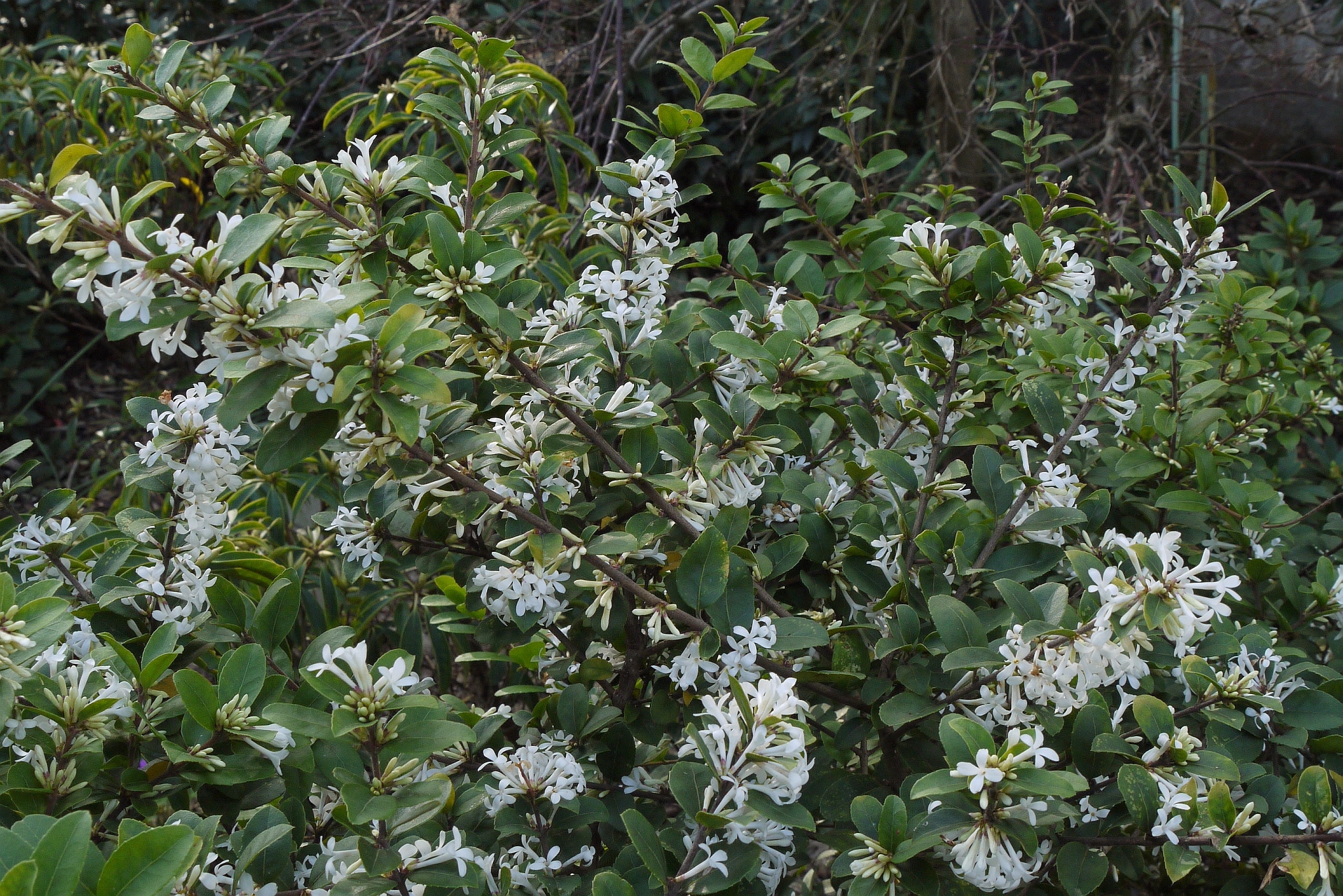 Osmanthus delavayi