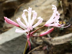 Nerine humilis