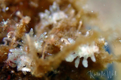 Eubranchus rupium