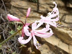 Nerine humilis