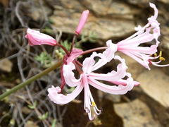 Nerine humilis