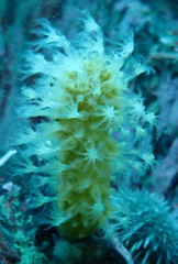 Alcyonium haddoni