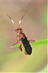 Trogomorpha trogiformis