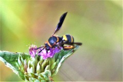 Leucospis slossonae