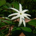 Jasminum nitidum - Photo (c) Dinesh Valke,  זכויות יוצרים חלקיות (CC BY-NC-ND)