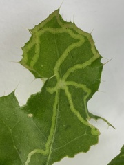 Phytomyza syngenesiae group