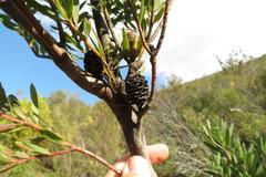 Leucadendron loeriense