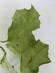 Phytomyza syngenesiae group