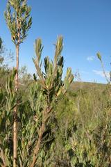 Leucadendron loeriense