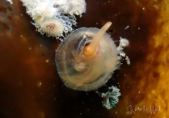 Pododesmus macrochisma