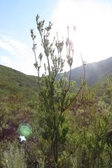 Leucadendron loeriense