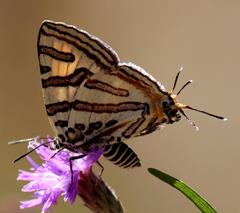 Cigaritis natalensis