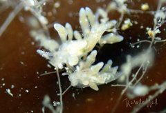 Eubranchus rupium