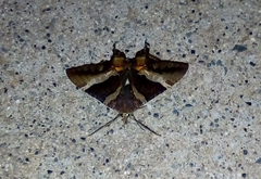 Coronidia