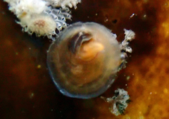 Pododesmus macrochisma