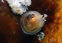 Pododesmus macrochisma