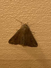 Mythimna albipuncta