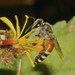 Dwarf Honey Bees - Photo (c) Satish Nikam, some rights reserved (CC BY-NC-SA)
