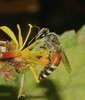 Dwarf Honey Bees - Photo (c) Satish Nikam, some rights reserved (CC BY-NC-SA)