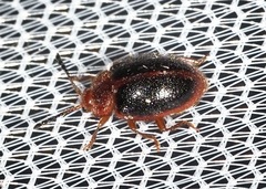 Stenotarsus hispidus