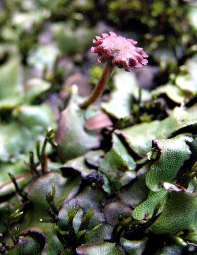 Marchantia pappeana subsp. pappeana image