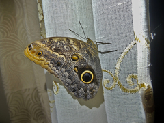 Caligo telamonius memnon