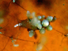 Eubranchus rupium