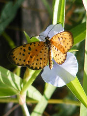 Pardopsis punctatissima