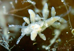 Eubranchus rupium