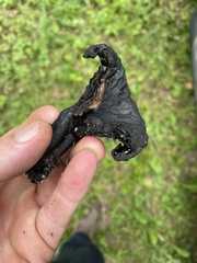 Craterellus cornucopioides