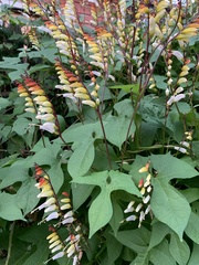 Ipomoea lobata