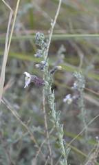 Jamesbrittenia pristisepala