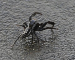 Salticinae