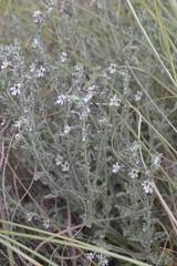 Jamesbrittenia pristisepala