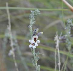 Jamesbrittenia pristisepala