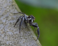 Salticinae