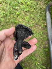 Craterellus cornucopioides