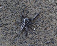 Salticinae