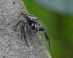Salticinae