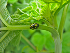 Zygogramma signatipennis