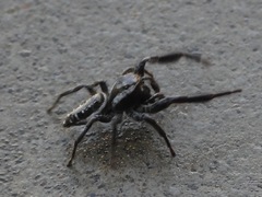 Salticinae