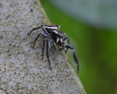Salticinae