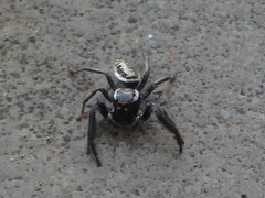 Salticinae